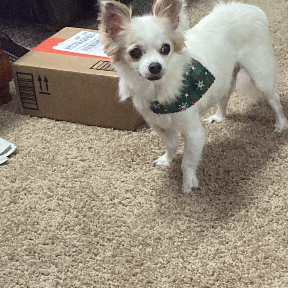 Schipperke/jack russell | Nytt-dyr.com, image size:1000x1000