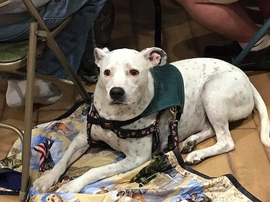 Lifeline Puppy Rescue by null