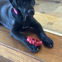 Our.sweet new pup Our.sweet new pup