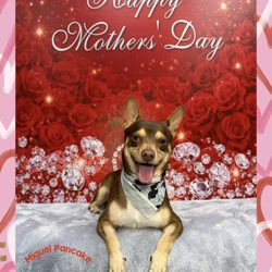 Glamour Dogs Grooming Salon