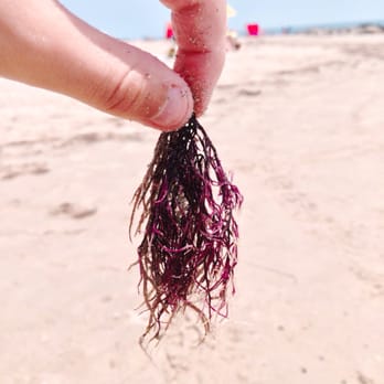 Buckroe Beach and Park - According to my son, this is carrageenan. - Parks Near Me - Hampton, Virginia