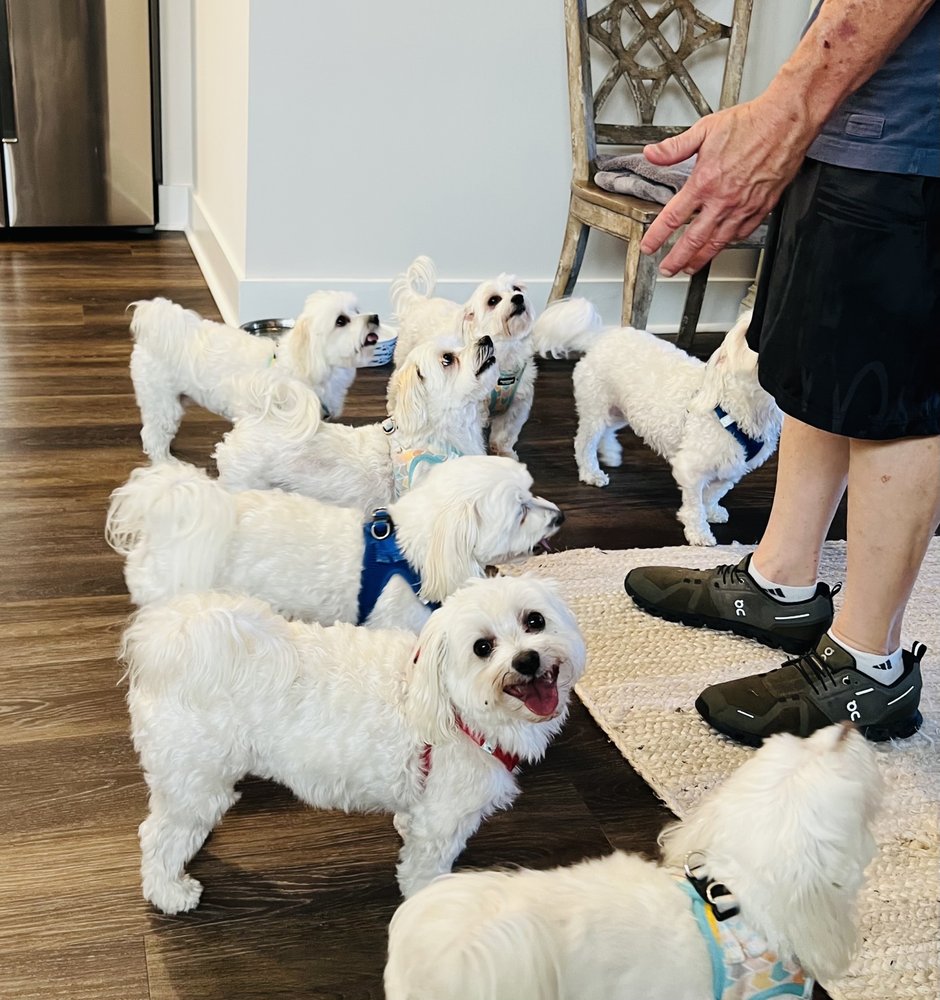 Paws Academy Dog Training Image