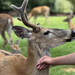 FAWN DOE ROSA