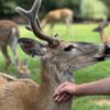 FAWN DOE ROSA gift card