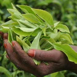 Walters Bay - Hand-Plucked Tea Leaves