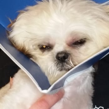 PetSmart - Pet Stores Near Me - Delavan, Wisconsin