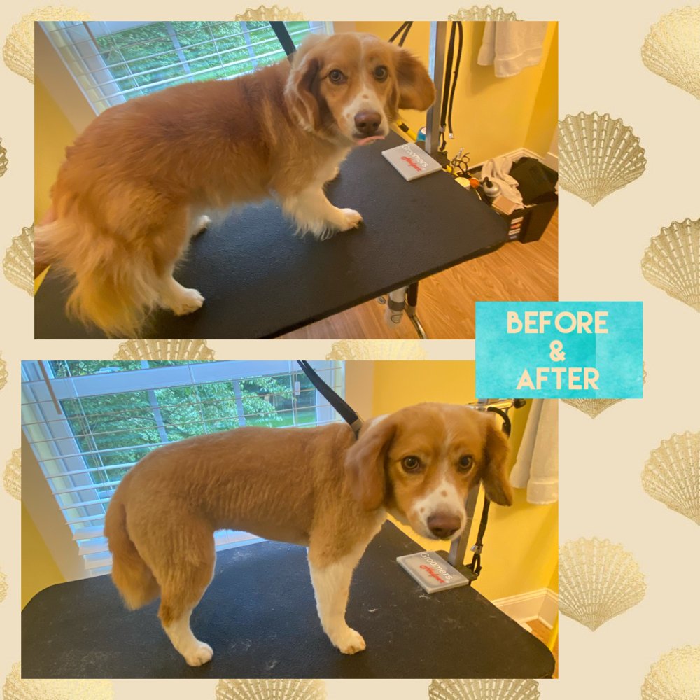 PAWS SPAS Capitol Heights, Maryland Pet Groomers Phone Number Yelp