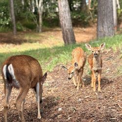 Cypress Ridge Care Center - Oh deer