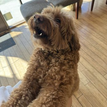Rosy Dental - Finley the security blanket - Cosmetic Dentists Near Me - Santa Ana, California