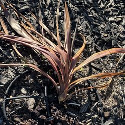 Armstrong Garden Centers - The dead albatross cordyline