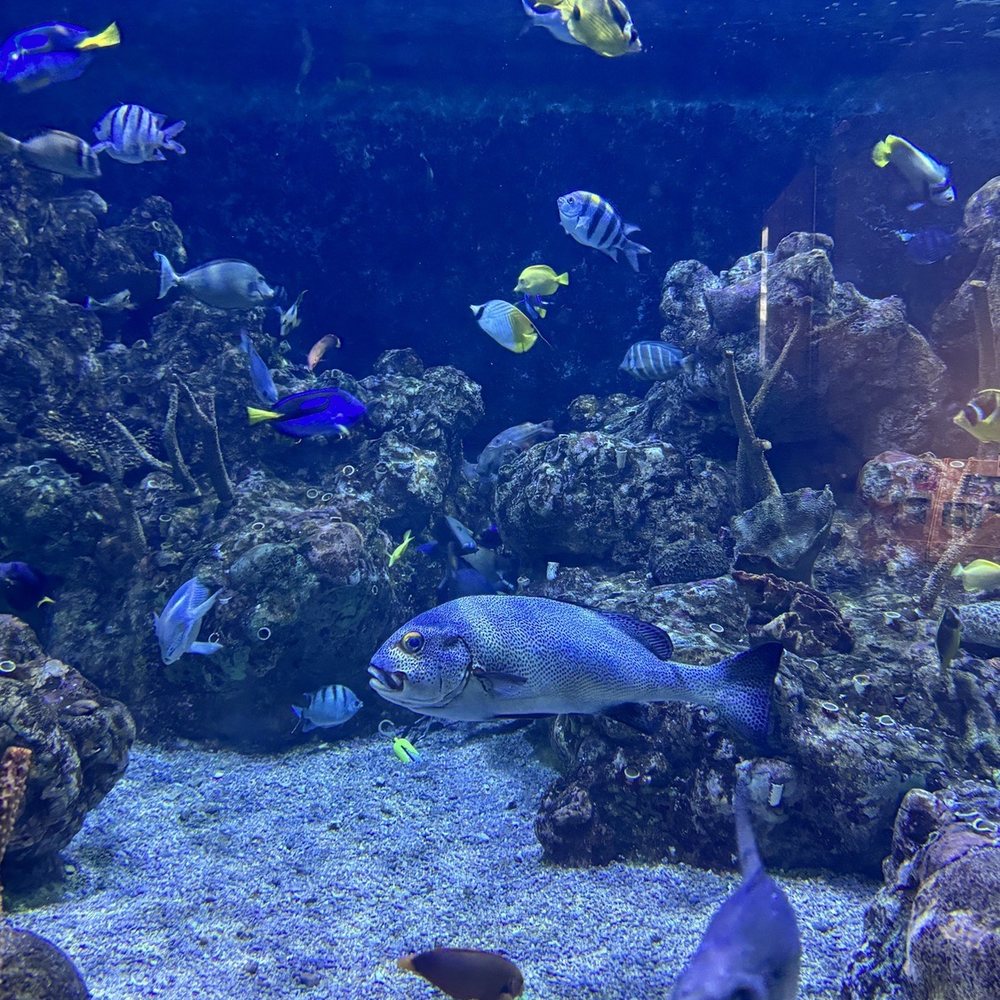 Seattle Aquarium - Aquariums Near Me - Seattle, Washington Seattle Aquarium - Aquariums Near Me - Seattle, Washington