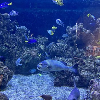 Seattle Aquarium - Aquariums Near Me - Seattle, Washington Seattle Aquarium - Aquariums Near Me - Seattle, Washington