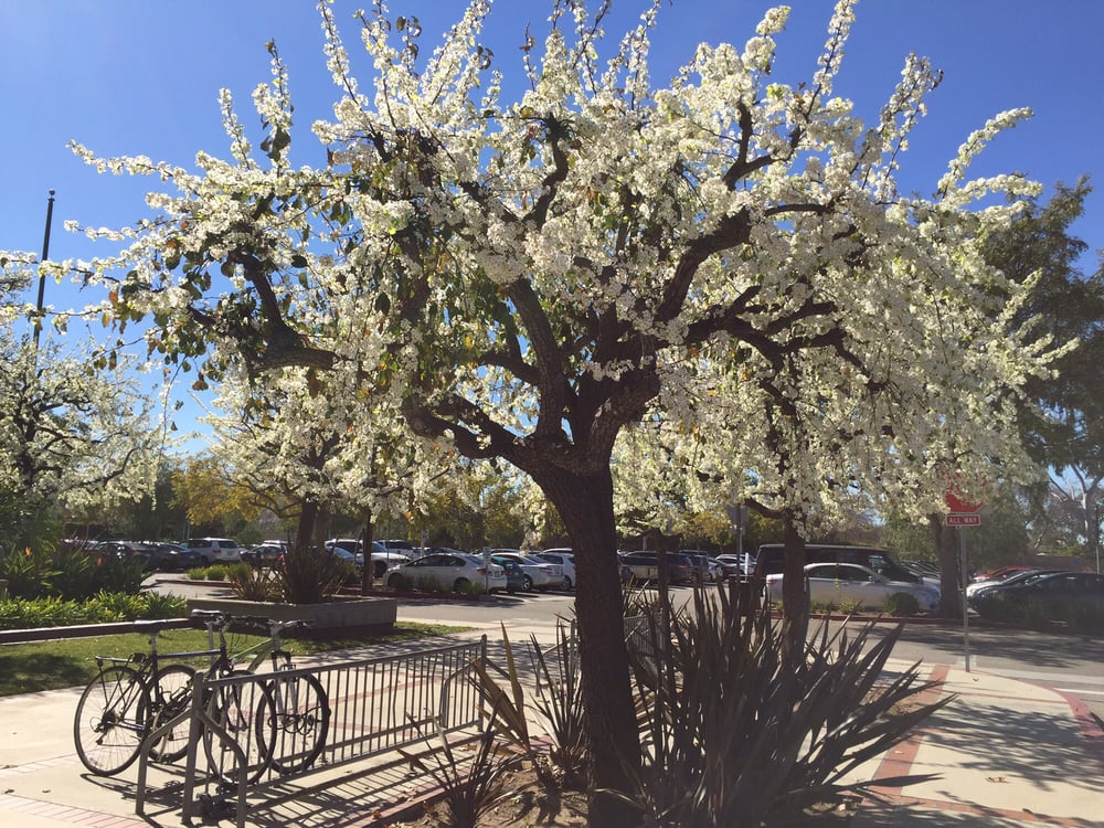 SANTA MONICA COLLEGE BUNDY CAMPUS 26 Photos & 31 Reviews 3171 S
