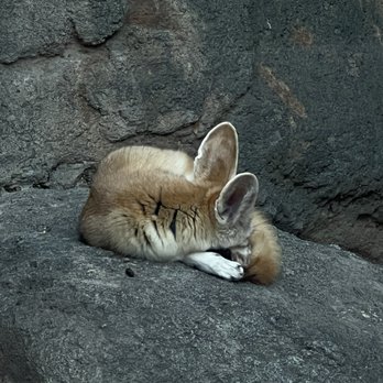Twilight Tours - Fennec fox - Walking Tours Near Me - Honolulu, Hawaii Twilight Tours - Fennec fox - Walking Tours Near Me - Honolulu, Hawaii