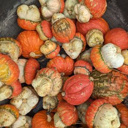 Hagerty Farms Pumpkin Patch - Gourds
