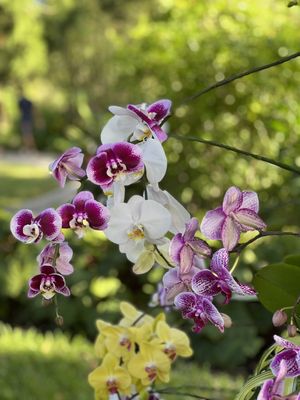 Mounts Botanical Garden by null