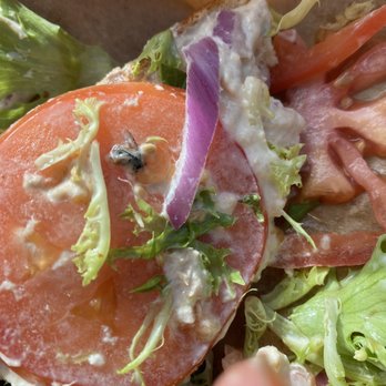 Panera Bread - Literally a fly in my sandwich, the lady that served me was nice but wtf. - Sandwiches Near Me - Louisville, Kentucky