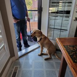 Furry Logic Home Dog Training - If your dog is over-excited at the door, we can help you and your guests have a calm entry.