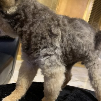 Urban Style Dog - Terrible cut - Pet Groomers Near Me - Las Vegas, Nevada Urban Style Dog - Terrible cut - Pet Groomers Near Me - Las Vegas, Nevada