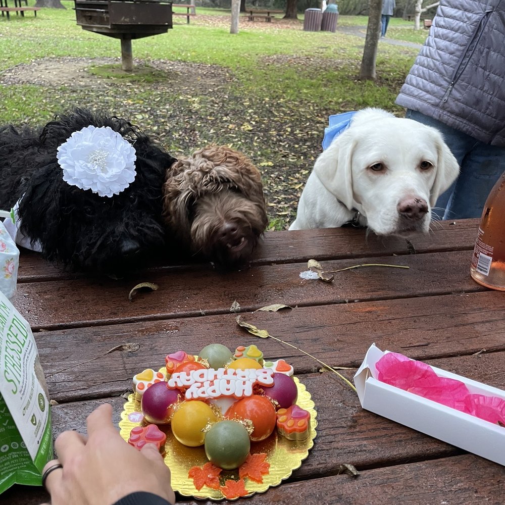 Mishka - Puppy party! enjoying their Mishka cake. - Pet Stores Near Me - San Francisco, California Mishka - Puppy party! enjoying their Mishka cake. - Pet Stores Near Me - San Francisco, California