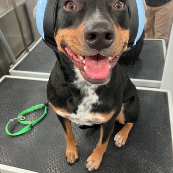 Compassionate Dog - Pet Groomers Near Me - Austin, Texas