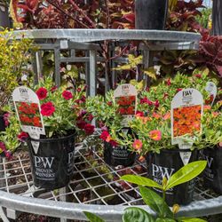 Tannum Garden Centre