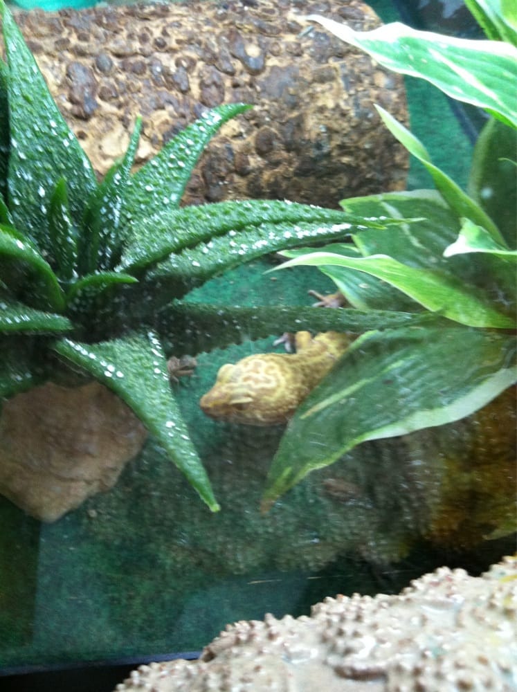 Pet Supermarket Image
