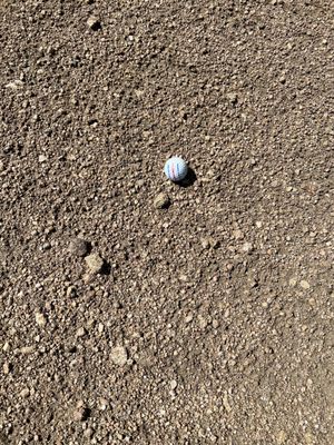 FOX ACRES - Updated November 2024 - 14 Photos - 3350 Fox Acres Dr E