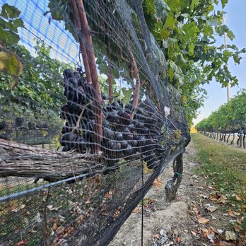 McCall Wines - Wineries Near Me - Cutchogue, New York