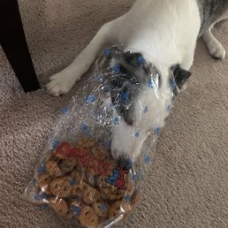 He loves his treats! Thanks Petco