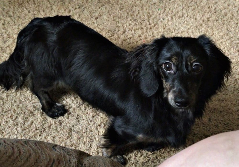 DACHSHUND DUDE RANCH 41 Photos Center Point, Texas Pet Services