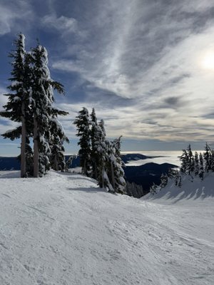 Mt. Hood Meadows by null