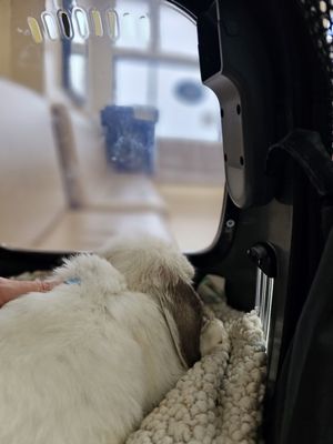 Photo of Long Beach Animal Hospital - Long Beach, CA, US. Luke Skyhopper waiting for his care