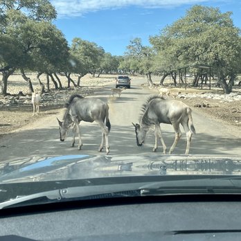 Natural Bridge Wildlife Ranch - View from our car dashboard. - Ranches Near Me - San Antonio, Texas Natural Bridge Wildlife Ranch - View from our car dashboard. - Ranches Near Me - San Antonio, Texas