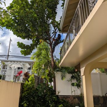 MonkeyMan Tree Care - Tree Services Near Me - Aiea, Hawaii MonkeyMan Tree Care - Tree Services Near Me - Aiea, Hawaii