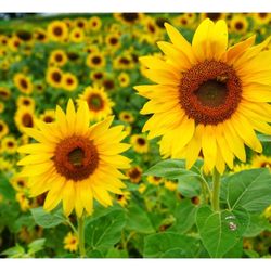 Schwirian Farm & Sunflower Festival