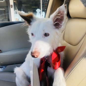 Ironmaya Pet Grooming - Pet Groomers Near Me - Arcadia, California Ironmaya Pet Grooming - Pet Groomers Near Me - Arcadia, California
