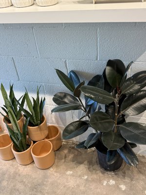 Flourish Plant Shop & Wine Bar by null