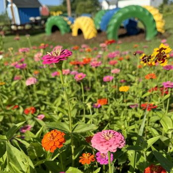 Manchester Blooms - Flower Bed of Liliiput Zinnia in full bloom, tire play area and shaded picnic spot in the background - Pick Your Own Farms Near Me - Manchester, Michigan Manchester Blooms - Flower Bed of Liliiput Zinnia in full bloom, tire play area and shaded picnic spot in the background - Pick Your Own Farms Near Me - Manchester, Michigan