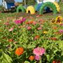 Photo of Manchester Blooms