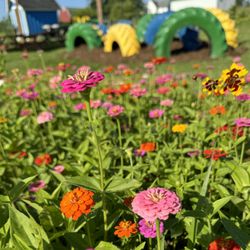 Manchester Blooms - Flower Bed of Liliiput Zinnia in full bloom, tire play area and shaded picnic spot in the background