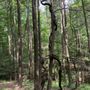 Photo of Van Riper & Whitlock Nature Preserve