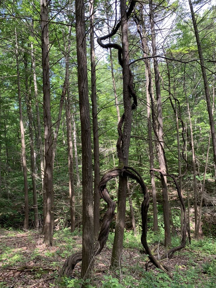 Social spots from Van Riper & Whitlock Nature Preserve