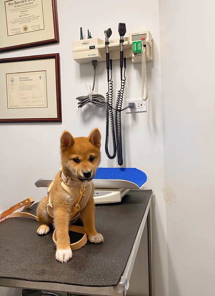 East Side Animal Hospital - pet boarding facility in New York, NY