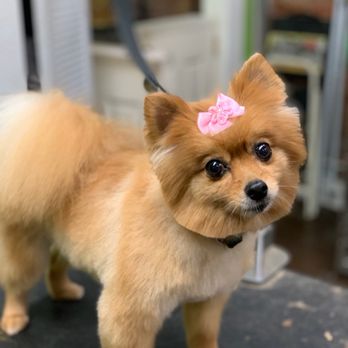 Grooming By Lesa - Pet Groomers Near Me - New Orleans, Louisiana Grooming By Lesa - Pet Groomers Near Me - New Orleans, Louisiana