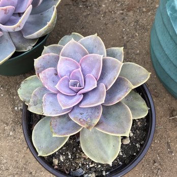 Ace Mega Succulents - Nurseries & Gardening Near Me - Lemon Grove, California Ace Mega Succulents - Nurseries & Gardening Near Me - Lemon Grove, California