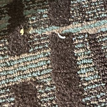 Shephard's Beach Resort - Somebody's toe nail after supposedly our room was clean that's when we checked in. - Resorts Near Me - Clearwater Beach, Florida