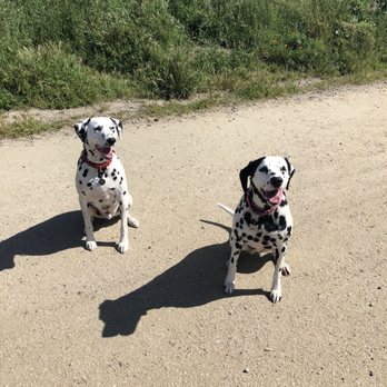 Albany Beach - Penny and cash enjoying their freedom! - Beaches Near Me - Albany, California