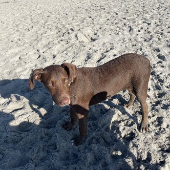Karmic Rescue Without Borders - Pet Adoption Near Me Karmic Rescue Without Borders - Pet Adoption Near Me