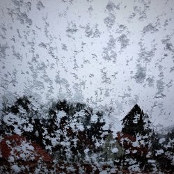 Alter Wolf
